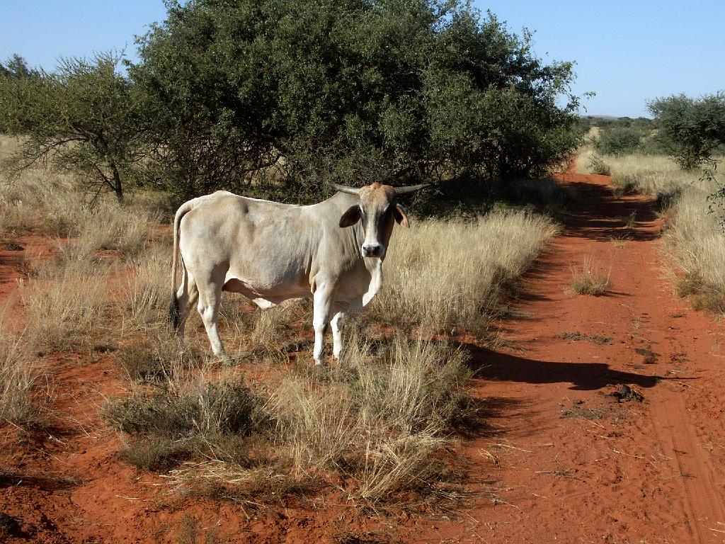 090509_South_Africa 199.jpg